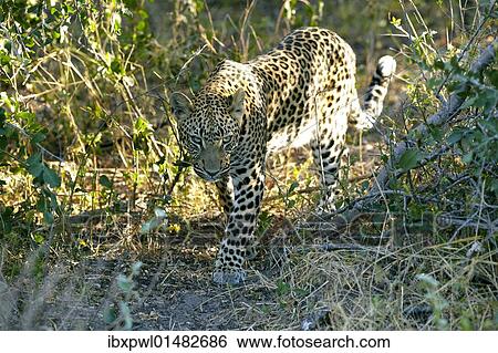 Stock Photograph - "Leopard (Panthera pardus), Okavango Delta, Botswana, Africa". Fotosearch