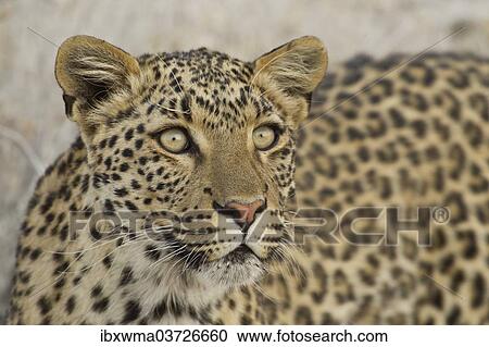 Stock Image - "Leopard (Panthera pardus), portrait, Etosha National Park, Namibia, Africa". Fotosearch