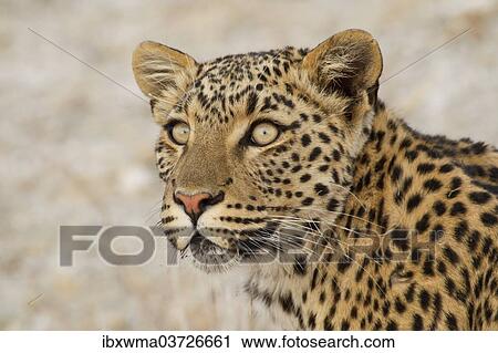 "Leopard (Panthera pardus), portrait, Etosha National Park, Namibia, Africa" View Large Photo Image Stock Image - "Leopard (Panthera pardus), portrait, Etosha National Park, Namibia, Africa". Fotosearch