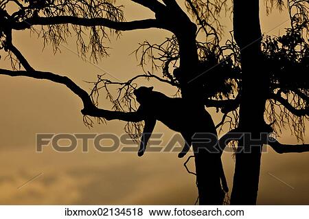 Stock Photo - "Leopard (Panthera pardus) resting on a fig tree at dusk, silhouette, Masai Mara National Reserve, Kenya, East Africa, Africa, PublicGround, Africa". Fotosearch