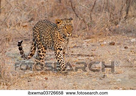 "Leopard (Panthera pardus) roaming through its territory, Etosha National Park, Namibia, Africa" View Large Photo Image Stock Photo - "Leopard (Panthera pardus) roaming through its territory, Etosha National Park, Namibia, Africa". Fotosearch
