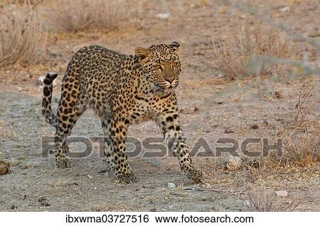 "Leopard (Panthera pardus) roams his territory, Etosha National Park, Namibia, Africa" View Large Photo Image Stock Photograph - "Leopard (Panthera pardus) roams his territory, Etosha National Park, Namibia, Africa". Fotosearch