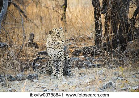 "Leopard (Panthera pardus) sitting under a dry tree on stony ground, Etosha National Park, Namibia, Africa" View Large Photo Image Stock Image - "Leopard (Panthera pardus) sitting under a dry tree on stony ground, Etosha National Park, Namibia, Africa". Fotosearch