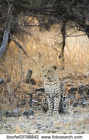 "Leopard (Panthera pardus) sitting under a dry tree on stony ground, Etosha National Park, Namibia, Africa" View Large Photo Image Stock Image - "Leopard (Panthera pardus) sitting under a dry tree on stony ground, Etosha National Park, Namibia, Africa". Fotosearch