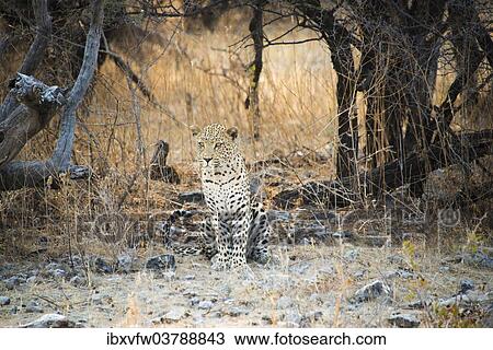 "Leopard (Panthera pardus) sitting under a dry tree on stony ground, Etosha National Park, Namibia, Africa" View Large Photo Image Stock Image - "Leopard (Panthera pardus) sitting under a dry tree on stony ground, Etosha National Park, Namibia, Africa". Fotosearch