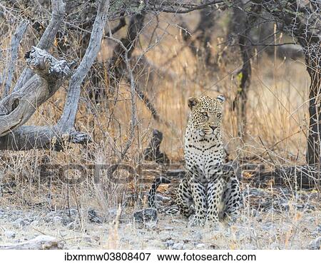 "Leopard (Panthera pardus) sitting under a dry tree on stony ground, Etosha National Park, Namibia, Africa" View Large Photo Image Stock Photo - "Leopard (Panthera pardus) sitting under a dry tree on stony ground, Etosha National Park, Namibia, Africa". Fotosearch