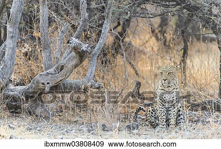 "Leopard (Panthera pardus) sitting under a dry tree on stony ground, Etosha National Park, Namibia, Africa" View Large Photo Image Stock Photo - "Leopard (Panthera pardus) sitting under a dry tree on stony ground, Etosha National Park, Namibia, Africa". Fotosearch