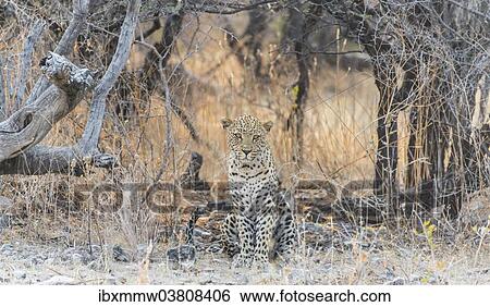 Stock Photograph - "Leopard (Panthera pardus) sitting under a dry tree on stony ground, Etosha National Park, Namibia, Africa". Fotosearch