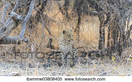 "Leopard (Panthera pardus) sitting under a dry tree on stony ground, Etosha National Park, Namibia, Africa" View Large Photo Image Stock Photography - "Leopard (Panthera pardus) sitting under a dry tree on stony ground, Etosha National Park, Namibia, Africa". Fotosearch