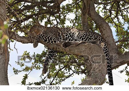 "Leopard (Panthera pardus) sleeping in a fig tree, Masai Mara National Reserve, Kenya, East Africa, Africa, PublicGround, Africa" View Large Photo Image Stock Image - "Leopard (Panthera pardus) sleeping in a fig tree, Masai Mara National Reserve, Kenya, East Africa, Africa, PublicGround, Africa". Fotosearch