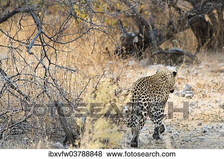 "Leopard (Panthera pardus) walking in dry bushes, from behind, Etosha National Park, Namibia, Africa" View Large Photo Image Stock Photo - "Leopard (Panthera pardus) walking in dry bushes, from behind, Etosha National Park, Namibia, Africa". Fotosearch