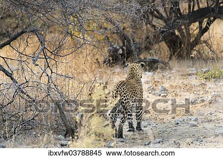 "Leopard (Panthera pardus) walking in dry bushes, from behind, Etosha National Park, Namibia, Africa" View Large Photo Image Stock Photography - "Leopard (Panthera pardus) walking in dry bushes, from behind, Etosha National Park, Namibia, Africa". Fotosearch