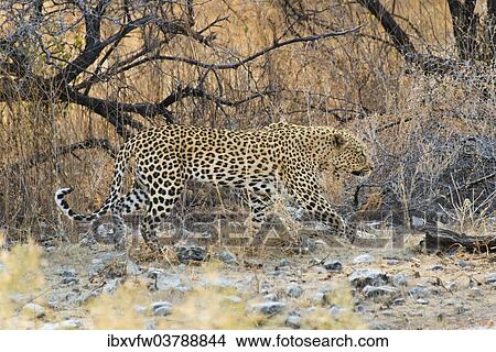 "Leopard (Panthera pardus) walking between dry bushes, Etosha National Park, Namibia, Africa" View Large Photo Image Picture - "Leopard (Panthera pardus) walking between dry bushes, Etosha National Park, Namibia, Africa". Fotosearch