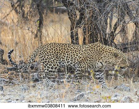 "Leopard (Panthera pardus) walking before dry bushes, Etosha National Park, Namibia, Africa" View Large Photo Image Stock Image - "Leopard (Panthera pardus) walking before dry bushes, Etosha National Park, Namibia, Africa". Fotosearch