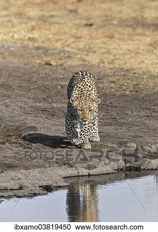 "Leopard (Panthera pardus), waterhole, Etosha National Park, Namibia, Africa" View Large Photo Image Stock Image - "Leopard (Panthera pardus), waterhole, Etosha National Park, Namibia, Africa". Fotosearch