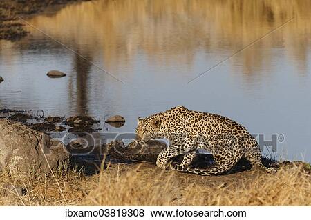 "Leopard (Panthera Pardus), waterhole, Etosha National Park, Namibia, Africa" View Large Photo Image Stock Photo - "Leopard (Panthera Pardus), waterhole, Etosha National Park, Namibia, Africa". Fotosearch