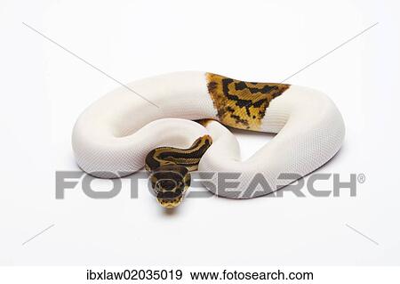 "Leopard Piebald Ball Python or Royal Python (Python regius), male" View Large Photo Image Stock Photo - "Leopard Piebald Ball Python or Royal Python (Python regius), male". Fotosearch