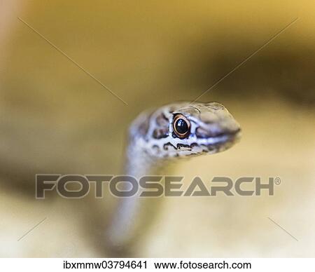 Stock Image - "Leopard Sand Snake (Psammophis leopardinus brevirostris), Leopard Sandsnake, Living Desert Snake Park, Walvis Bay, Namibia, Africa". Fotosearch