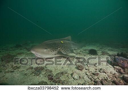 Stock Image - "Leopard Shark (Triakis semifasciata), Gulf of Oman, Oman, Asia". Fotosearch