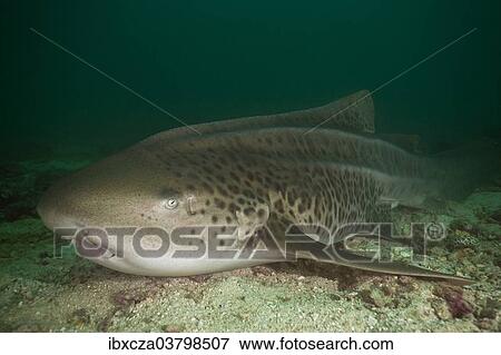 "Leopard Shark (Triakis semifasciata), Gulf of Oman, Oman, Asia" View Large Photo Image Stock Photo - "Leopard Shark (Triakis semifasciata), Gulf of Oman, Oman, Asia". Fotosearch