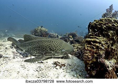 "Leopard Shark (Triakis semifasciata), Gulf of Oman, Oman, Asia" View Large Photo Image Stock Photo - "Leopard Shark (Triakis semifasciata), Gulf of Oman, Oman, Asia". Fotosearch