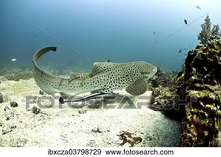 "Leopard Shark (Triakis semifasciata), Gulf of Oman, Oman, Asia" View Large Photo Image Stock Photo - "Leopard Shark (Triakis semifasciata), Gulf of Oman, Oman, Asia". Fotosearch