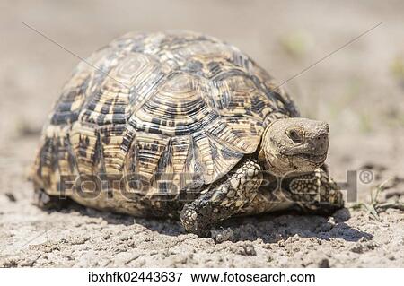 "Leopard tortoise (Geochelone pardalis), Mamili National Park, Caprivi Strip, Namibia, Africa" View Large Photo Image Stock Photo - "Leopard tortoise (Geochelone pardalis), Mamili National Park, Caprivi Strip, Namibia, Africa". Fotosearch