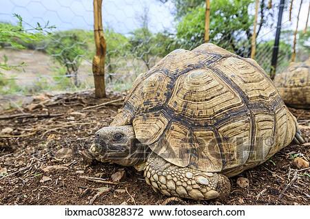 "Leopard Tortoise (Stigmochelys pardalis pardalis), captive, Khomas Highland, Namibia, Africa" View Large Photo Image Stock Image - "Leopard Tortoise (Stigmochelys pardalis pardalis), captive, Khomas Highland, Namibia, Africa". Fotosearch