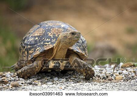Stock Image - "Leopard Tortoise (Testudo pardalis), adult, Addo Elephant National Park, Eastern Cape, South Africa, Africa". Fotosearch