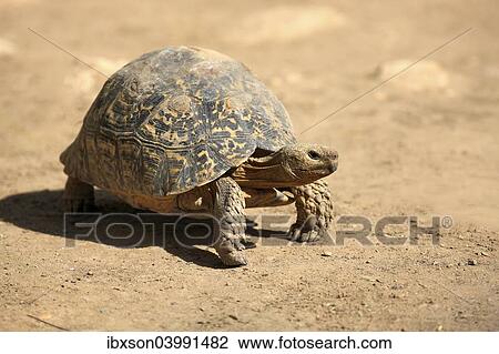 "Leopard Tortoise (Testudo pardalis), adult, Addo Elephant National Park, Eastern Cape, South Africa, Africa" View Large Photo Image Stock Image - "Leopard Tortoise (Testudo pardalis), adult, Addo Elephant National Park, Eastern Cape, South Africa, Africa". Fotosearch