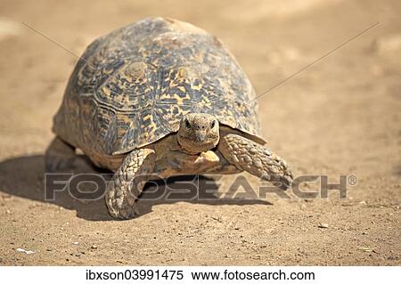 "Leopard Tortoise (Testudo pardalis), adult, Addo Elephant National Park, Eastern Cape, South Africa, Africa" View Large Photo Image Stock Photography - "Leopard Tortoise (Testudo pardalis), adult, Addo Elephant National Park, Eastern Cape, South Africa, Africa". Fotosearch