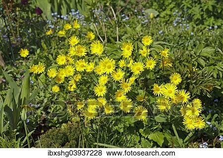 "Leopard's Bane (Doronicum orientale), Lower Saxony, Germany, Europe" View Large Photo Image Stock Photo - "Leopard's Bane (Doronicum orientale), Lower Saxony, Germany, Europe". Fotosearch
