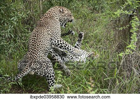 "Leopards (Panthera pardus), adult male and female, fighting after mating, South Africa, Africa" View Large Photo Image Stock Image - "Leopards (Panthera pardus), adult male and female, fighting after mating, South Africa, Africa". Fotosearch