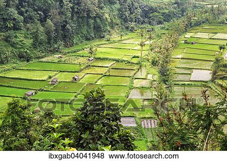 "Lereng Agung rice fields, Bali, Indonesia, Asia" View Large Photo Image Stock Photo - "Lereng Agung rice fields, Bali, Indonesia, Asia". Fotosearch