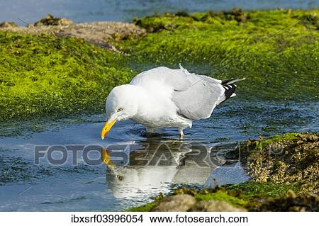 Picture - "Lesser Black-backed Gull (Larus fuscus), Northumberland, England, United Kingdom, Europe". Fotosearch