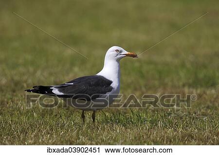 "Lesser Black-backed Gull (Larus fuscus) perched on the grass, Lauwersmeer National Park, Holland, The Netherlands, Europe" View Large Photo Image Stock Image - "Lesser Black-backed Gull (Larus fuscus) perched on the grass, Lauwersmeer National Park, Holland, The Netherlands, Europe". Fotosearch
