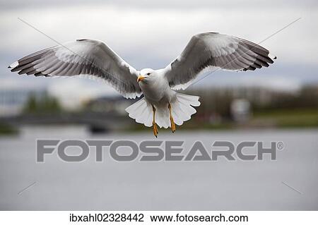 "Lesser Black-backed Gull (Larus fuscus), Reykjavik, Iceland, Europe" View Large Photo Image Stock Image - "Lesser Black-backed Gull (Larus fuscus), Reykjavik, Iceland, Europe". Fotosearch
