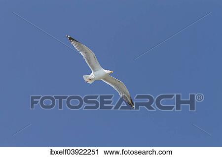"Lesser Black-backed Gull (Larus fuscus), Dune island, Heligoland, Schleswig-Holstein, Germany, Europe" View Large Photo Image Stock Image - "Lesser Black-backed Gull (Larus fuscus), Dune island, Heligoland, Schleswig-Holstein, Germany, Europe". Fotosearch