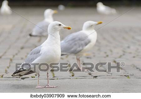 "Lesser Black-backed Gulls (Larus fuscus), Oslo, Norway, Europe" View Large Photo Image Stock Photo - "Lesser Black-backed Gulls (Larus fuscus), Oslo, Norway, Europe". Fotosearch