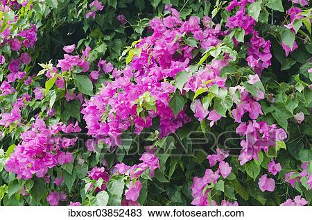 "Lesser Bougainvillea or Paper Flower (Bougainvillea glabra), flowers, Ko Samui, Thailand, Asia" View Large Photo Image Stock Image - "Lesser Bougainvillea or Paper Flower (Bougainvillea glabra), flowers, Ko Samui, Thailand, Asia". Fotosearch