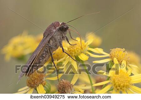 "Lesser Broad-bordered Yellow Underwing (Noctua janthina), on ragwort (Senecio jacobaea), Emsland, Lower Saxony, Germany, Europe" View Large Photo Image Stock Photography - "Lesser Broad-bordered Yellow Underwing (Noctua janthina), on ragwort (Senecio jacobaea), Emsland, Lower Saxony, Germany, Europe". Fotosearch