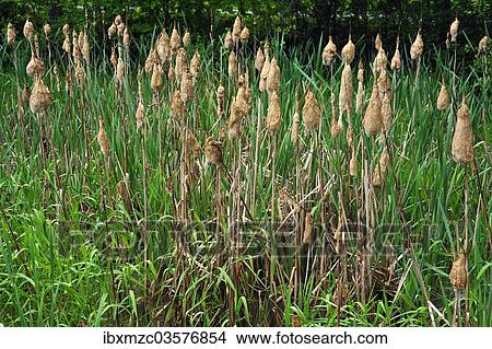 "Lesser Bulrush or Narrowleaf Cattail (Typha angustifolia), flowering, clotted together by rain, Upper Franconia, Bavaria, Germany, Europe" View Large Photo Image Picture - "Lesser Bulrush or Narrowleaf Cattail (Typha angustifolia), flowering, clotted together by rain, Upper Franconia, Bavaria, Germany, Europe". Fotosearch