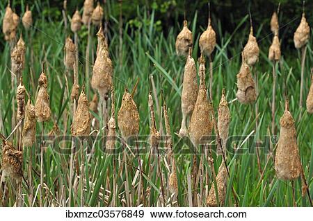 "Lesser Bulrush or Narrowleaf Cattail (Typha angustifolia), flowering, clotted together by rain, Upper Franconia, Bavaria, Germany, Europe" View Large Photo Image Stock Photo - "Lesser Bulrush or Narrowleaf Cattail (Typha angustifolia), flowering, clotted together by rain, Upper Franconia, Bavaria, Germany, Europe". Fotosearch