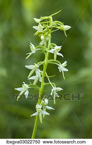 "Lesser Butterfly Orchid (Platanthera bifolia), Kaiserstuhl, Baden-Wurttemberg, Germany, Europe" View Large Photo Image Stock Image - "Lesser Butterfly Orchid (Platanthera bifolia), Kaiserstuhl, Baden-Wurttemberg, Germany, Europe". Fotosearch