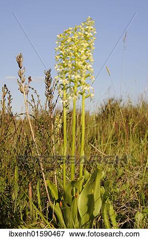 Stock Photo - Lesser butterfly-orchid (Platanthera bifolia). Fotosearch