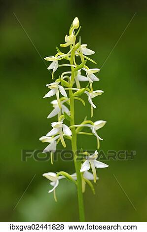 Stock Photo - Lesser Butterfly-orchid (Platanthera bifolia). Fotosearch