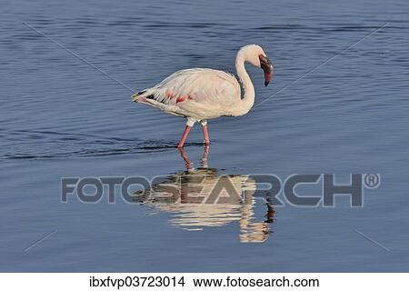 "Lesser Flamingo (Phoenicopterus minor) standing in Lake Nakuru, Lake Nakuru National Park, near Nakuru, Rift Valley Province, Kenya, Africa" View Large Photo Image Picture - "Lesser Flamingo (Phoenicopterus minor) standing in Lake Nakuru, Lake Nakuru National Park, near Nakuru, Rift Valley Province, Kenya, Africa". Fotosearch