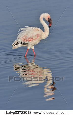 Stock Photo - "Lesser Flamingo (Phoenicopterus minor) wading in Lake Nakuru, Lake Nakuru National Park, near Nakuru, Rift Valley Province, Kenya, Africa". Fotosearch