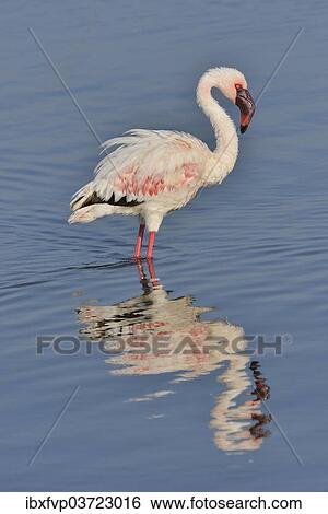 "Lesser Flamingo (Phoenicopterus minor) standing in Lake Nakuru, Lake Nakuru National Park, near Nakuru, Rift Valley Province, Kenya, Africa" View Large Photo Image Stock Photograph - "Lesser Flamingo (Phoenicopterus minor) standing in Lake Nakuru, Lake Nakuru National Park, near Nakuru, Rift Valley Province, Kenya, Africa". Fotosearch