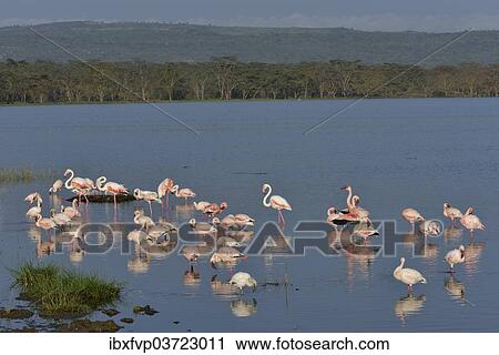 "Lesser Flamingo (Phoenicopterus minor), flock of flamingoes in Lake Nakuru, Lake Nakuru National Park, near Nakuru, Rift Valley Province, Kenya, Africa" View Large Photo Image Stock Image - "Lesser Flamingo (Phoenicopterus minor), flock of flamingoes in Lake Nakuru, Lake Nakuru National Park, near Nakuru, Rift Valley Province, Kenya, Africa". Fotosearch